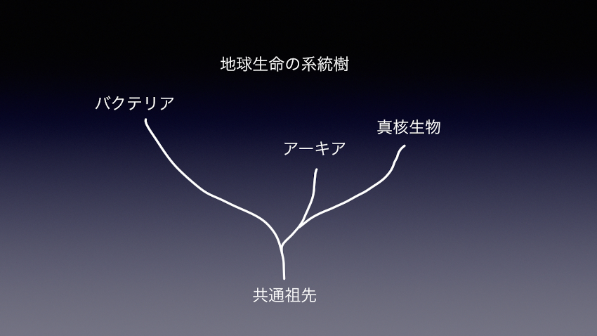 共通祖先とは何か、が簡単に分かる